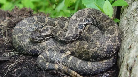 Warning: Leave threatened venomous snake alone